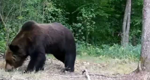 В лесах Чернобыля все чаще замечают медведей